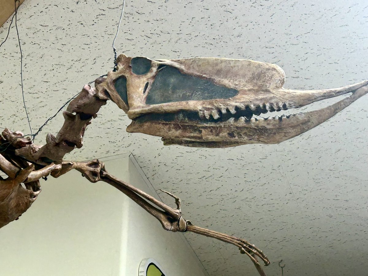 ニッポニテス (@Nipponites_) / Posts / X