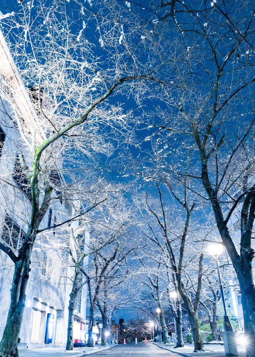 京都の冬景色
　祇園白川
#京都よきかな 
#京都の風景 
#京都の四季
