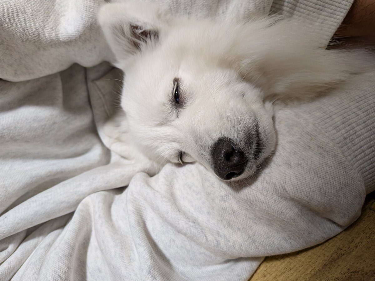 noel0702_spitz's tweet photo. そしてだっこされて幸せ顔

#日本スピッツ
#犬のいる暮らし https://t.co/9KFm8XcTfz