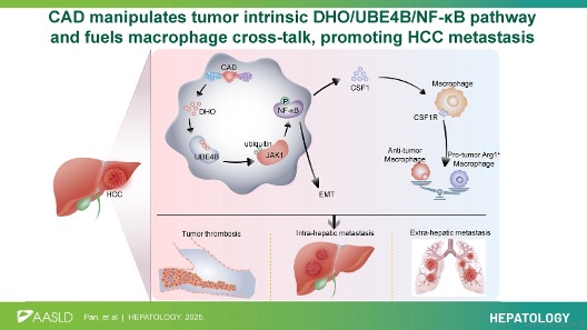 HEPATOLOGY Journal tweet media