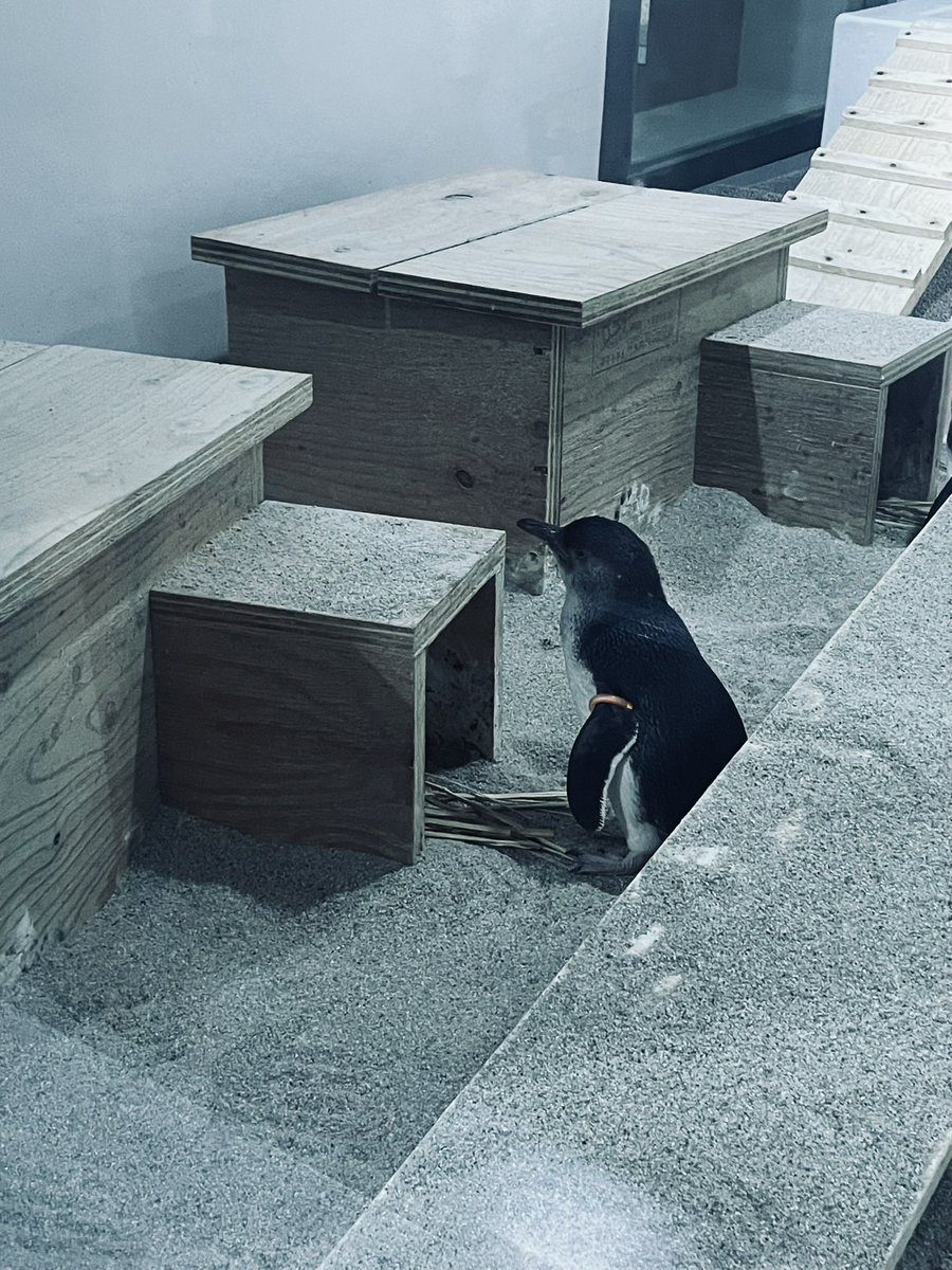 フェアリーペンギン🐧かわいい💞 #AOAOSAPPORO