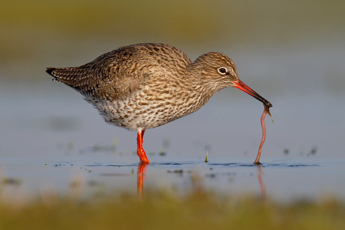 BoerenNatuur Groningen West tweet media