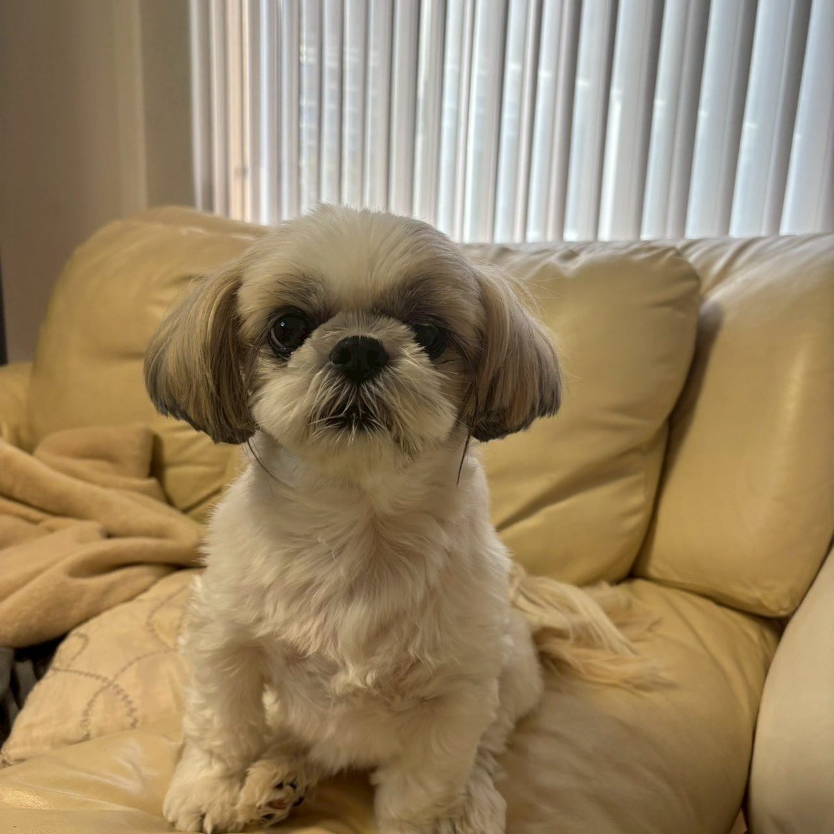 🐶<ソファーのここが一番いい