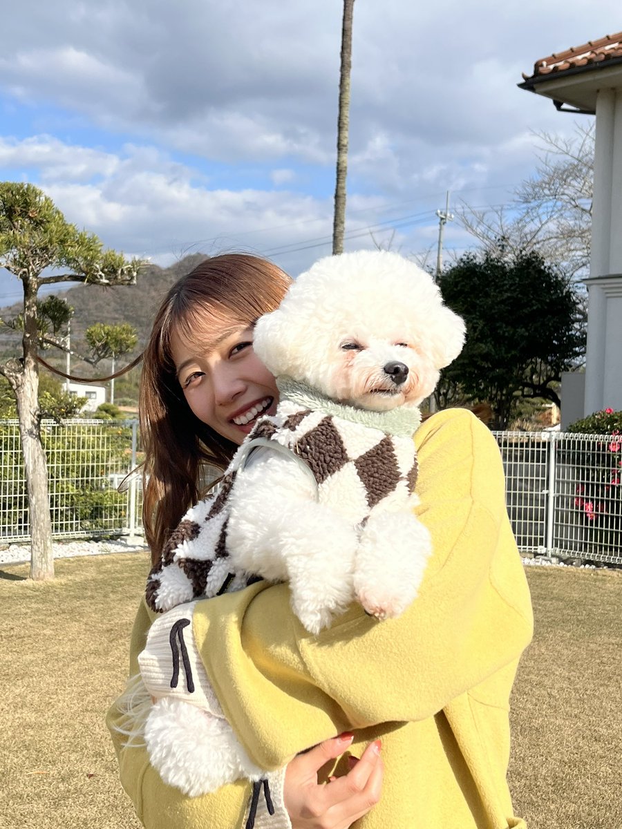 maccha_ponkotsu's tweet photo. 可愛すぎるビションフリーゼはここです🤦‍♀️✨️ https://t.co/EAnLO55auh
