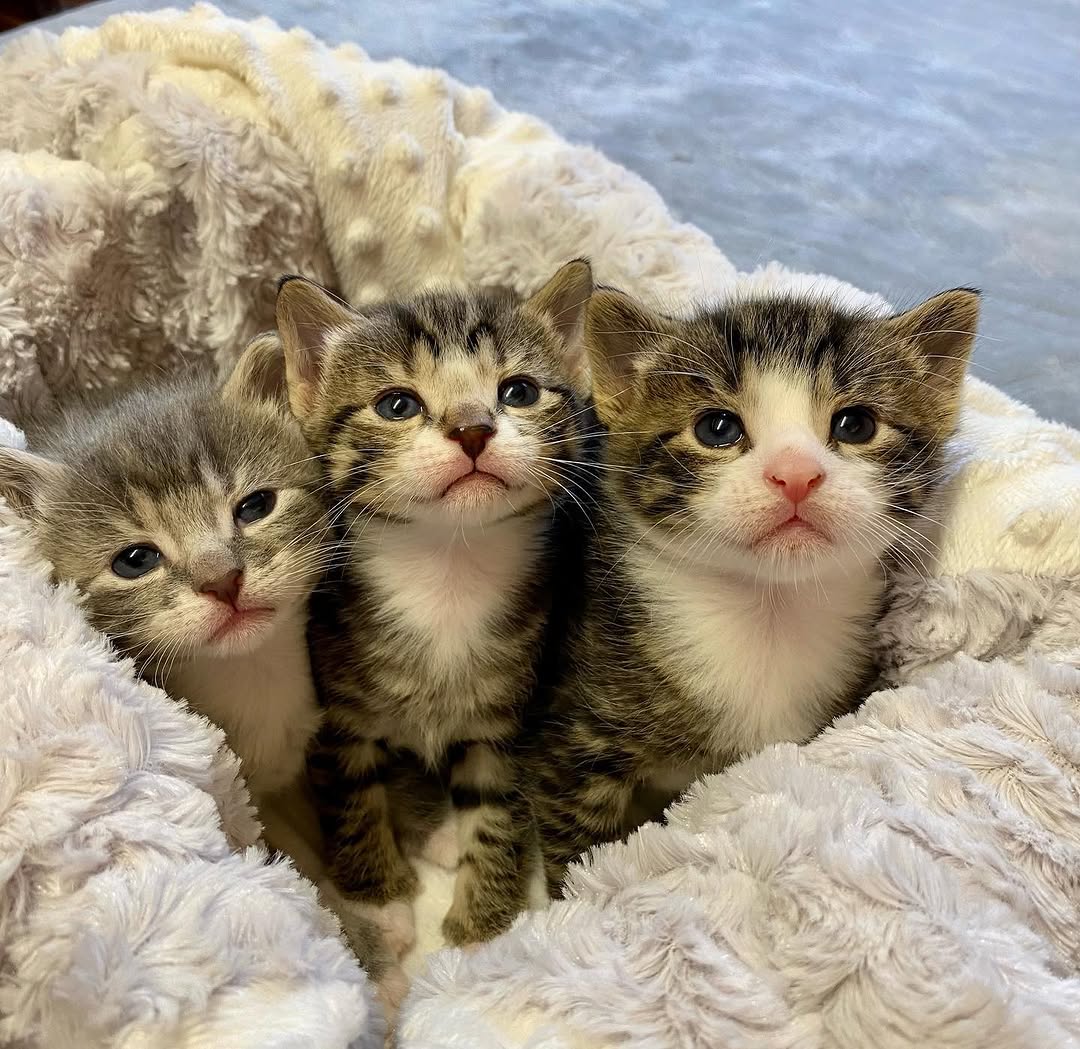 ilfo6sgdhhdopl7's tweet image. Kitten cuteness to brighten the day😻

#adoptdontshop #cute #cutekitten #cutenessoverload #kittens_of_world #givemeallthekittens #savealife #kitten #kittensofinstagram #kittens #kittenrescue #rescuekitten #kittens_of_instagram