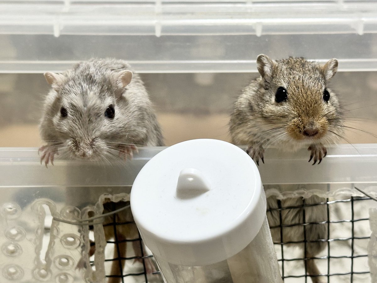 クライミングはお任せあれ！🐭✨