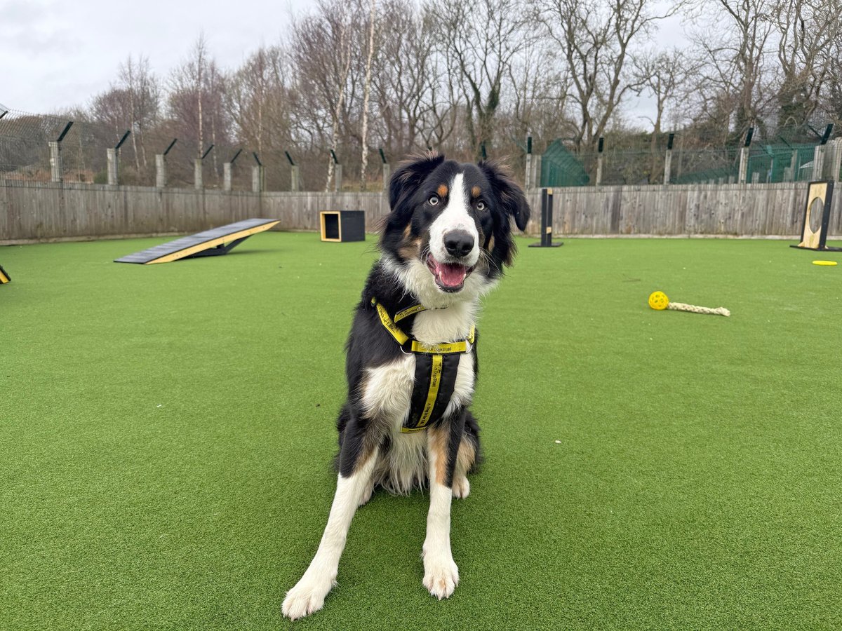 Harris is the full package! Not only is he ridiculously good looking but he's also such a smart cookie. Harris is a 9 month old Border Collie who would love to find someone who can continue his training, and take him on fun adventures, but can you keep up with him? 😝🥰