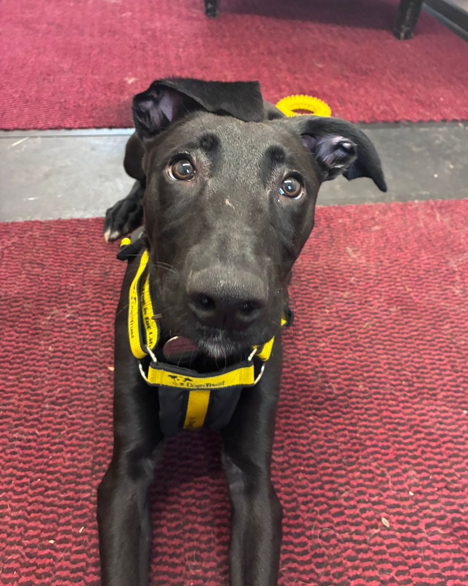 DogsTrust West Calder (Edinburgh) and Dundee tweet media