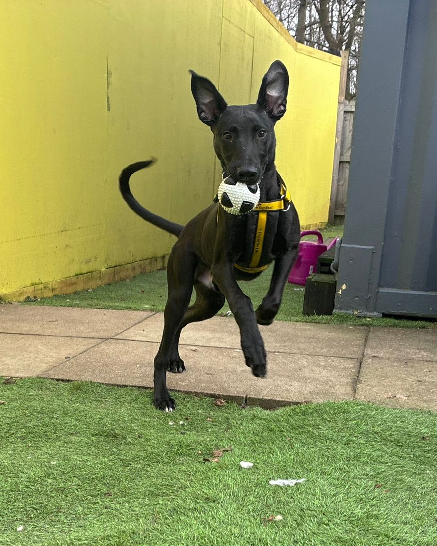 Lenny Longlegs is total cutie, and at just 5-months-old, he is still just a pup who is yet to grow into his adorable long legs! He knows a few basic commands but will need to continue his training and socialisation in his furever home.

Lenny Longlegs loves to explore outdoors on