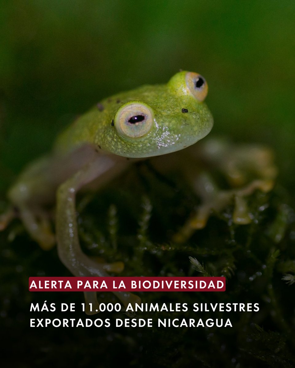 Protección Animal Mundial tweet media