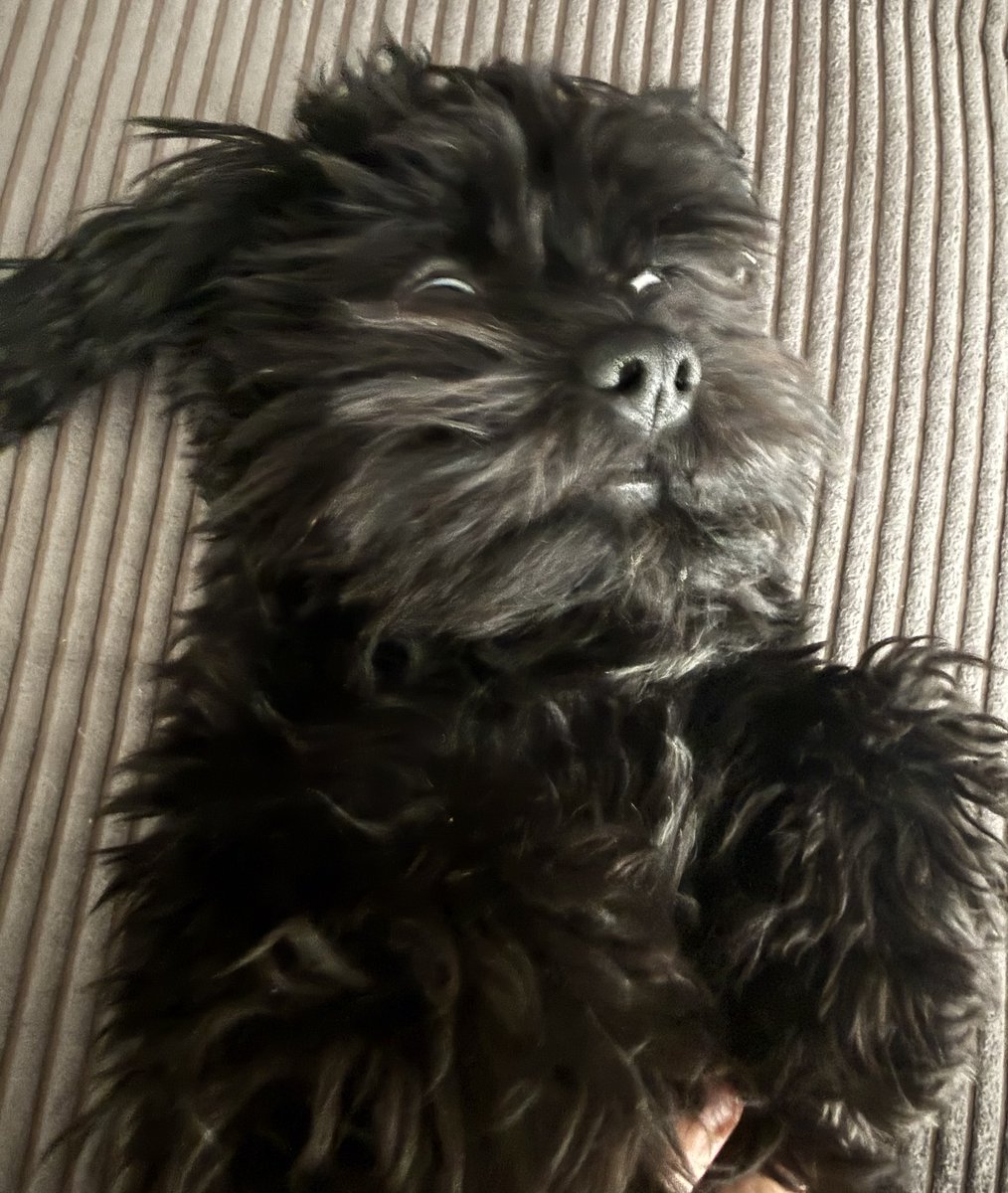 Lucjan Koks Pierwszy zeżarł pani okulary do czytania. W domu piekło. Czy ktoś może nas przenocować?