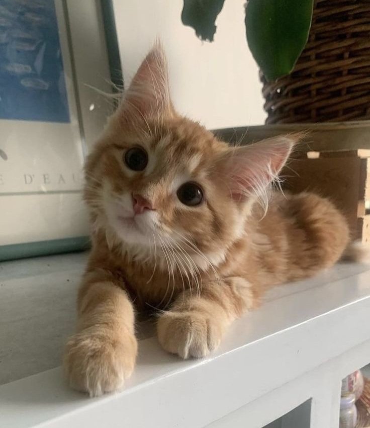 shipz ✧ tweet media