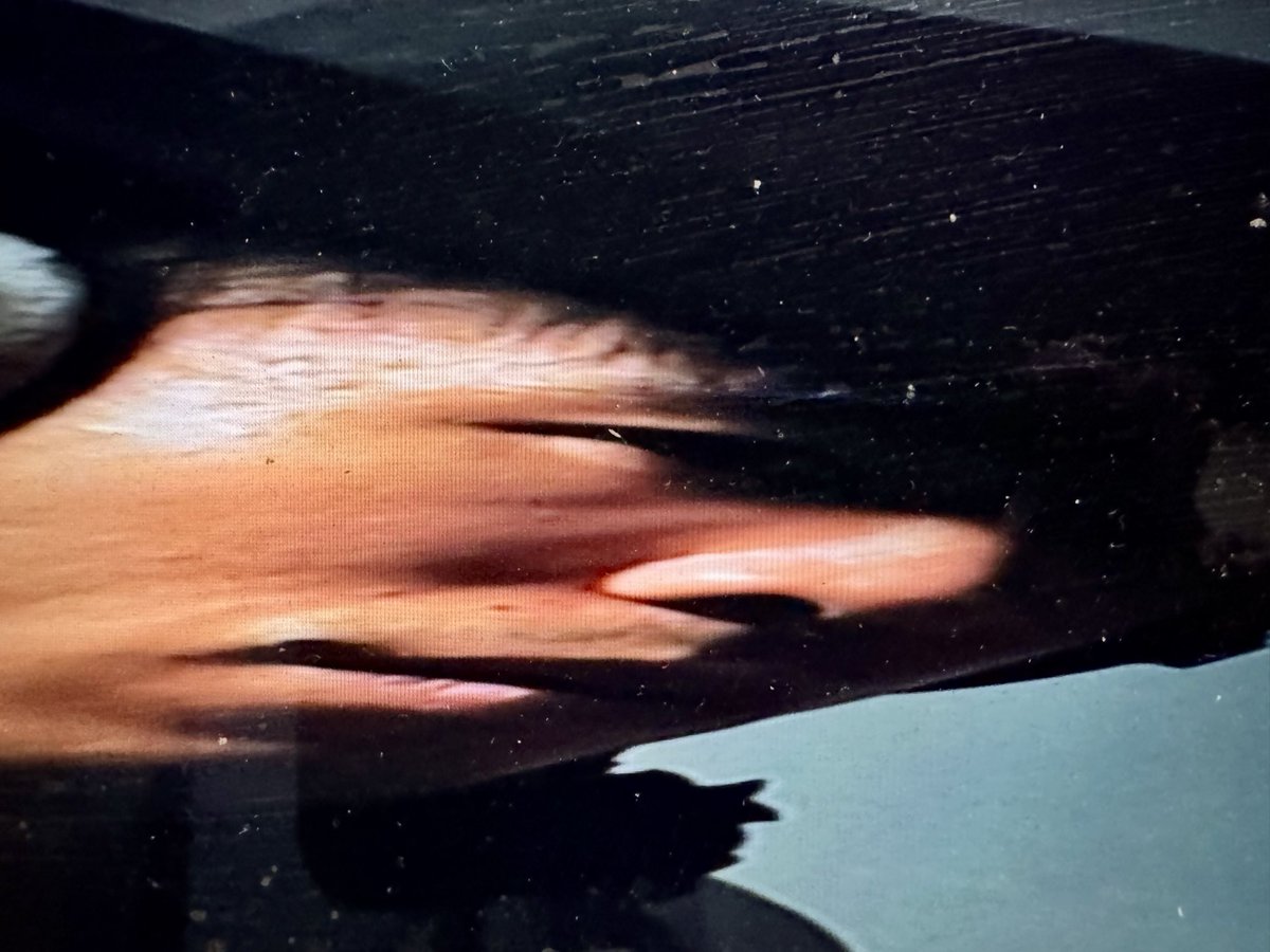 Coney Inu (Cyrus Kwok) tweet media