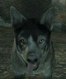 Ustedes sabían que albóndiga de fallout 3, tiene heterocromia? Esto significa que el iris de los ojos los tiene de un color diferente y no, no es ciego de ese ojo jajsj.