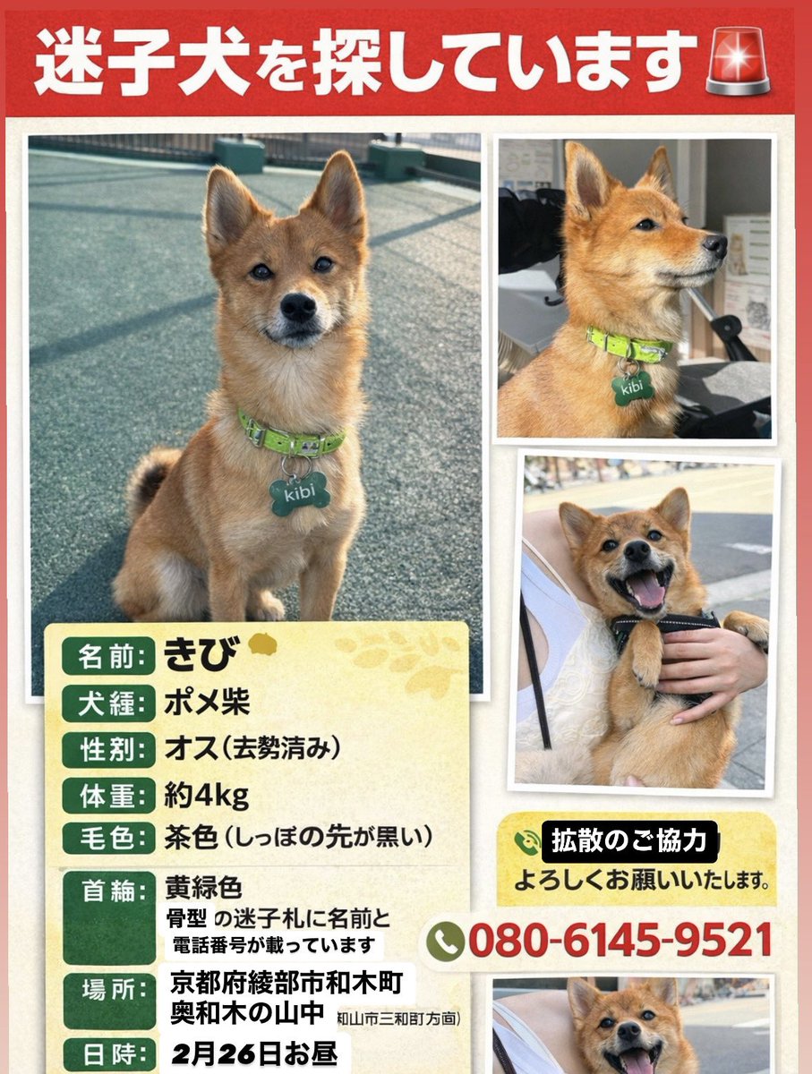 ねねここ🍒 (@cats_dogs_cats) on X