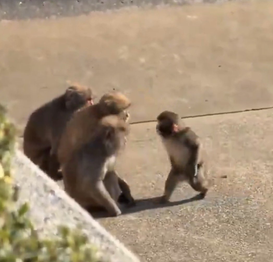 Viral baby monkey Punch stands up to his bullies for the first time ever.