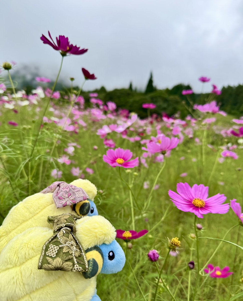 ぴかちょ tweet media