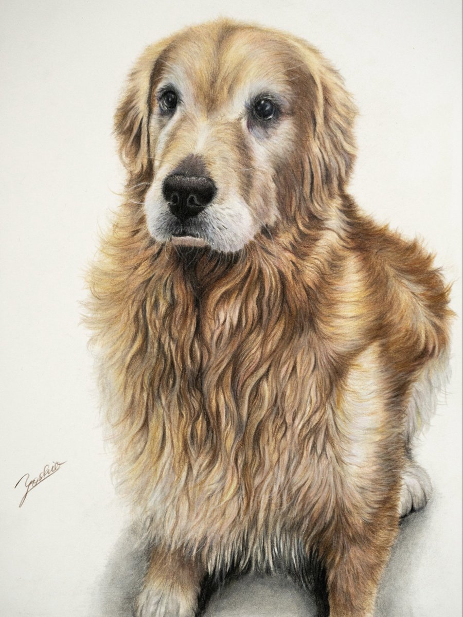 and_then_4co's tweet image. 完成したゴールデンレトリバーくんの絵もあげておきます👍
とても優しいいい子です✨

 #色鉛筆画
 #ゴールデンレトリバー
 #coloredpencildrawing