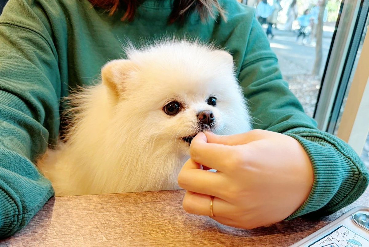 おこめ屋 (@chimaki0328) / Posts / X