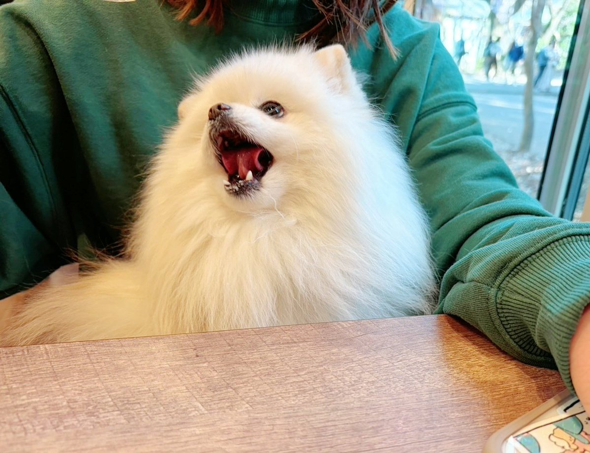 おこめ屋 (@chimaki0328) / Posts / X