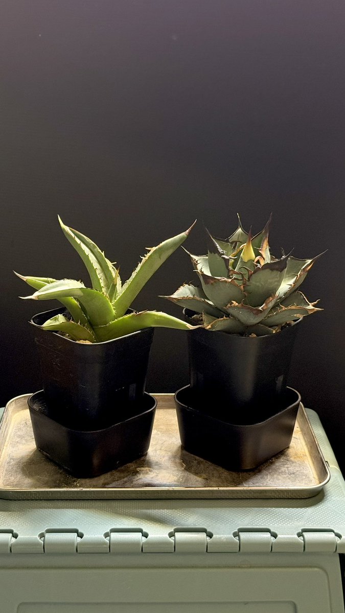 chunky_plants JUN tweet media