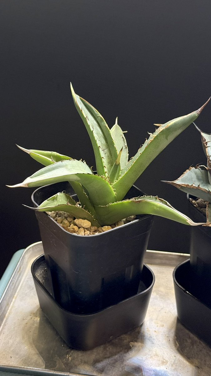 chunky_plants JUN tweet media
