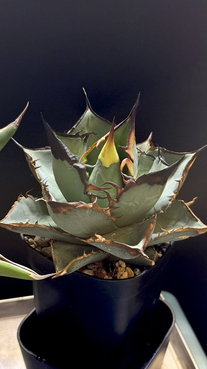 chunky_plants JUN tweet media
