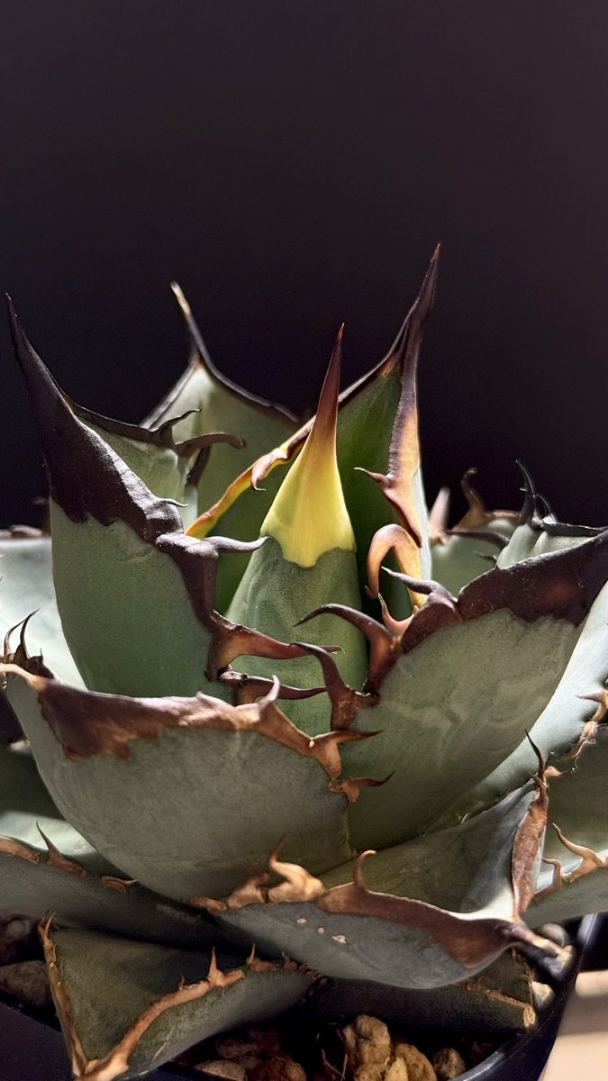 chunky_plants JUN tweet media