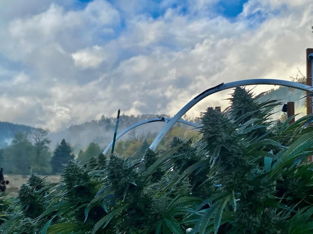 PremiumZaUs's tweet image. Smoking: 10/10
Remembering what happened after: 0/10 💀🌿
#BluntLife #HighAF #StonerProblems #CannabisHumor #WeedMeme