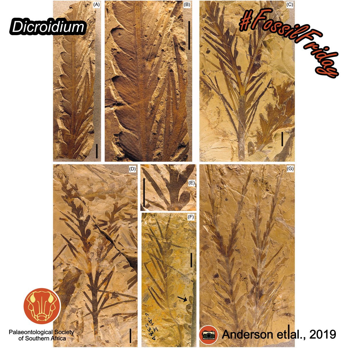 Palaeontological Society of Southern Africa tweet media