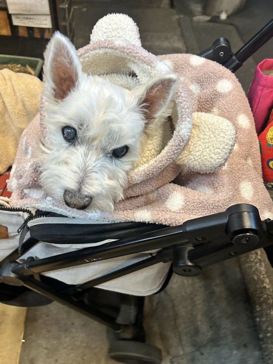 ちーちゃんですけどもっ第3巻予約発売中です❗️ (@ymc_cheezu