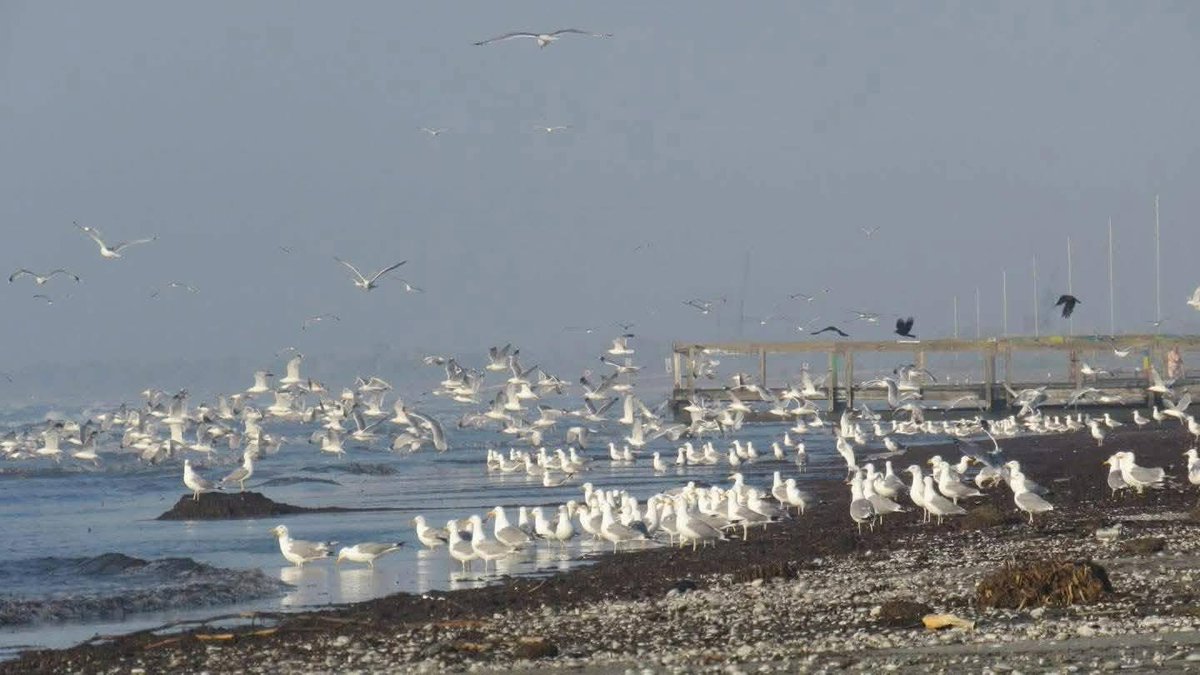 Travel_2Romania's tweet photo. Delta Dunării este “acasă” pentru cele mai mari populații de păsări din Europa.
#sulinafabuloasa
#danubedelta
#wildlife #România
©️ Sulina fabuloasă https://t.co/g4PIlIsxEI