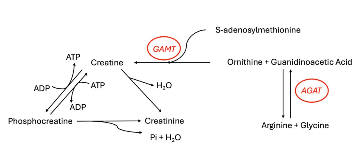 Physio Explored tweet media