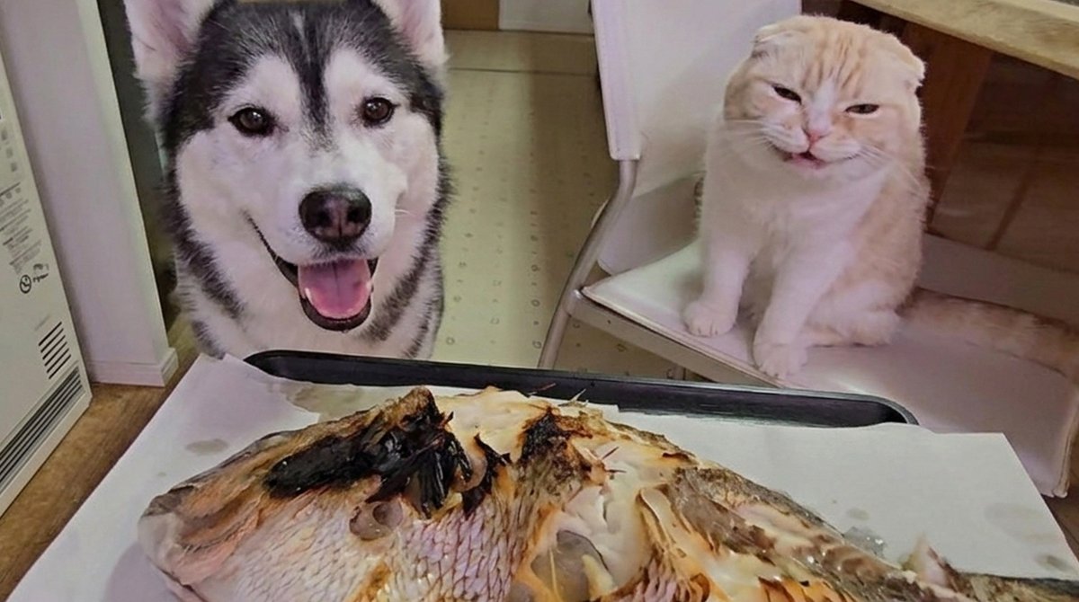 犬と猫の親バカ日記 tweet media