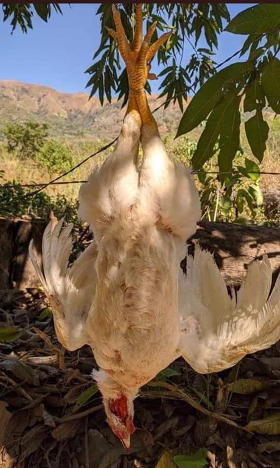 L E S E D I tweet media