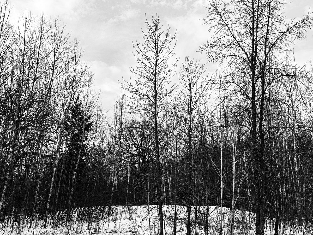 prairieguy2016's tweet image. A wooded, wintry scene. There is something about wandering the woods in winter. It may be the silence. It may be the cold. Soon it will be gone until next winter. 
prairiewanderlust.etsy.com #photography #nature #northdakota #montana #minnesota #southdakota #prairie