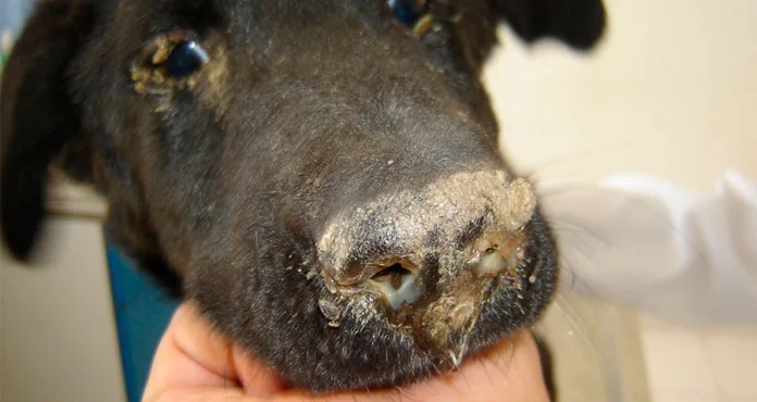 ReporteYa's tweet photo. #27Feb #Caninos #SaludAnimal #Distemper
Expertos veterinarios alertan que el distemper canino puede ser mortal en su fase neurológica y describen síntomas respiratorios, digestivos y neurológicos, recomendando acudir al veterinario al observar los primeros signos y mantener la vacunación completa. – @radiofeyalegria