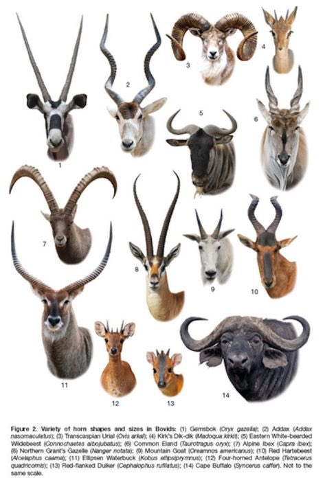 RodeoProfessor tweet media