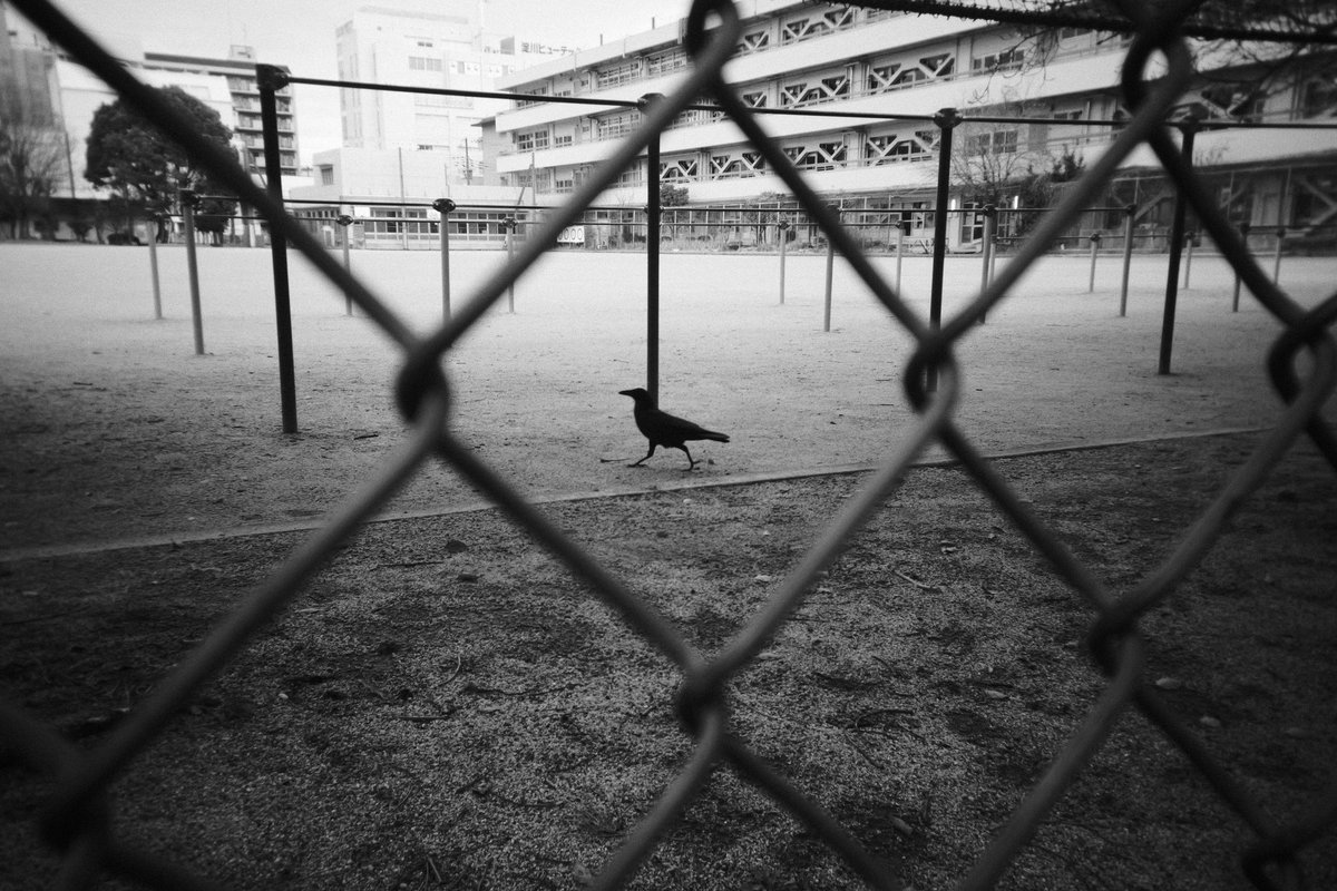 校庭のカラス

Camera : Panasonic LUMIX S9
Lens : GIZMON Utulens