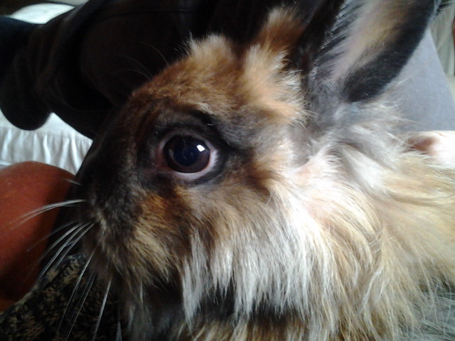 The Tranquil Rabbit Sanctuary. tweet media