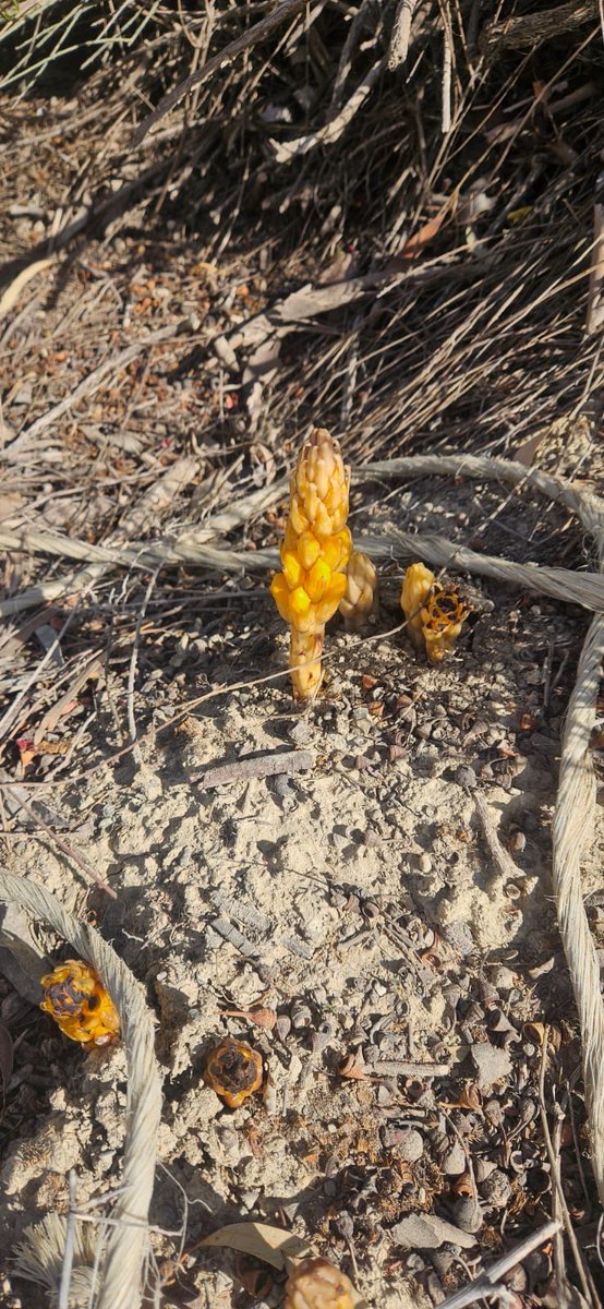 They tell me this plant (Cistanche phelypaea) also goes by "wolf's dong" (pijo de lobo)
