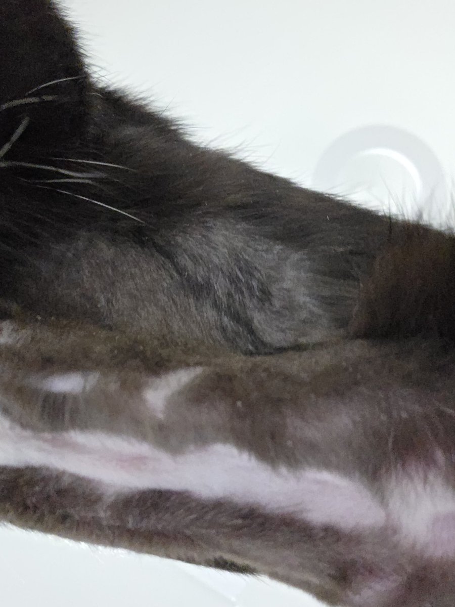 꼬냐니는 배를 밀렷고 방금 약먹어써요
밥도 쪼금이지만 먹었고...
내일도 밥 잘 먹자 이녀서가...
그래서 병원 내일말고 수요일에 가자ㅜ