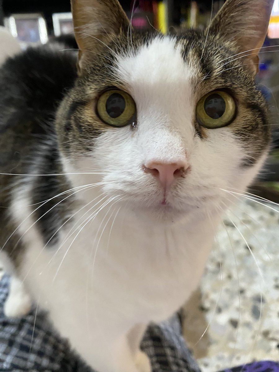 Non capisco cosa voglia, mah… (e mi sta frantumando un ginocchio, tar l’altro. Come se ne avessi bisogno e non è già fracico di suo)