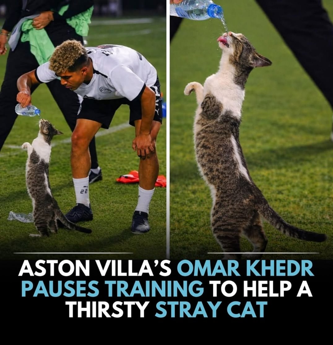 We don't deserve cats 😺 (@catsareblessing) on Twitter photo 