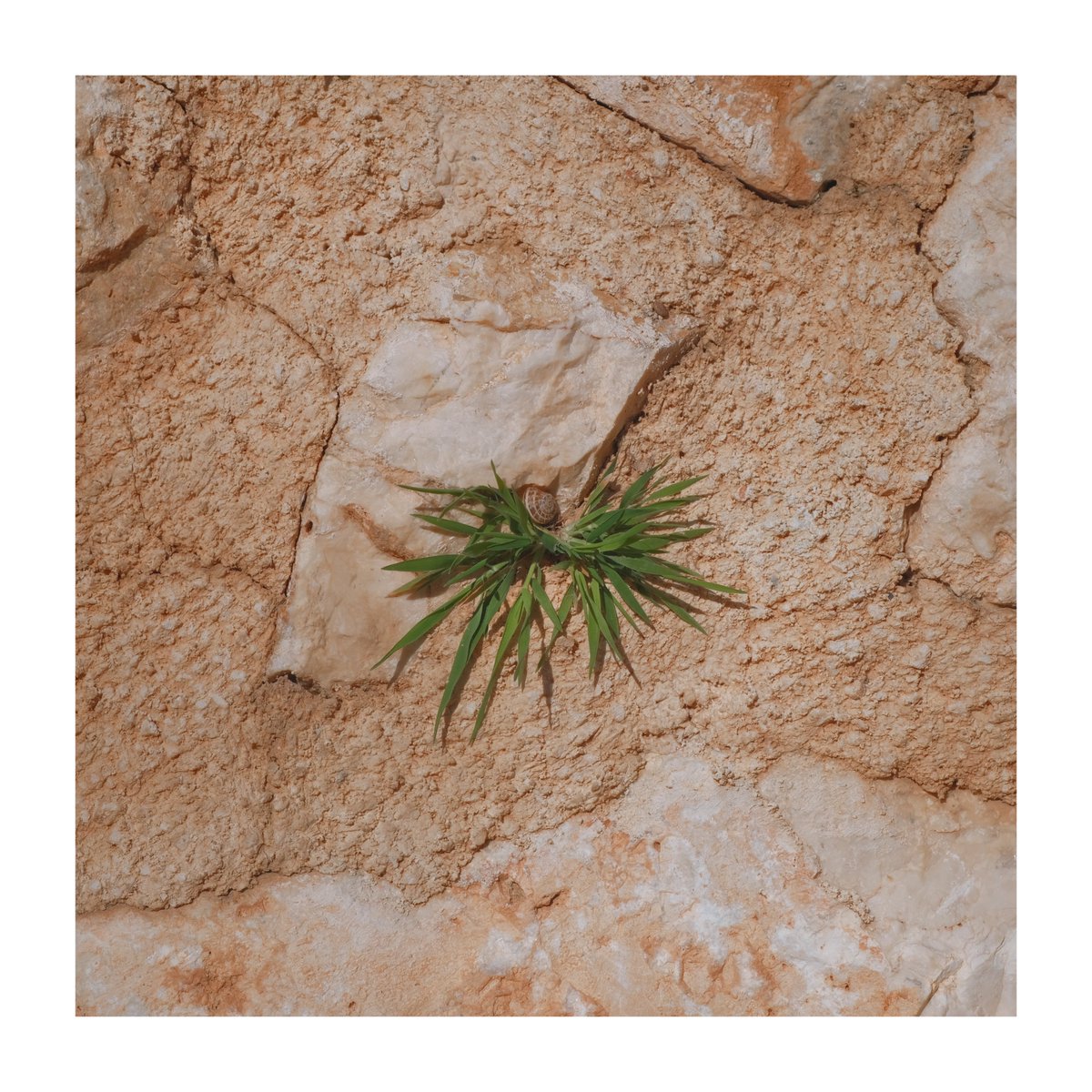 valentino tweet media