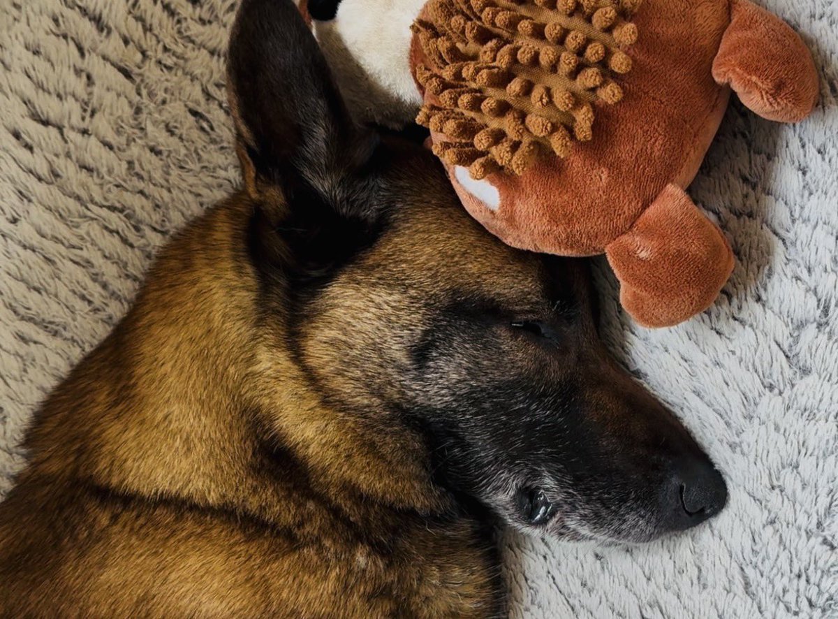 Macy & Bruno tweet media