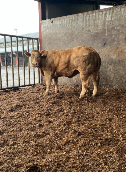 Prestige Beef tweet media