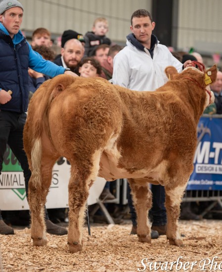 Prestige Beef tweet media