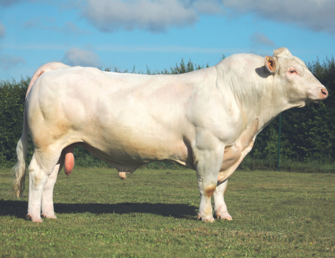 Prestige Beef tweet media