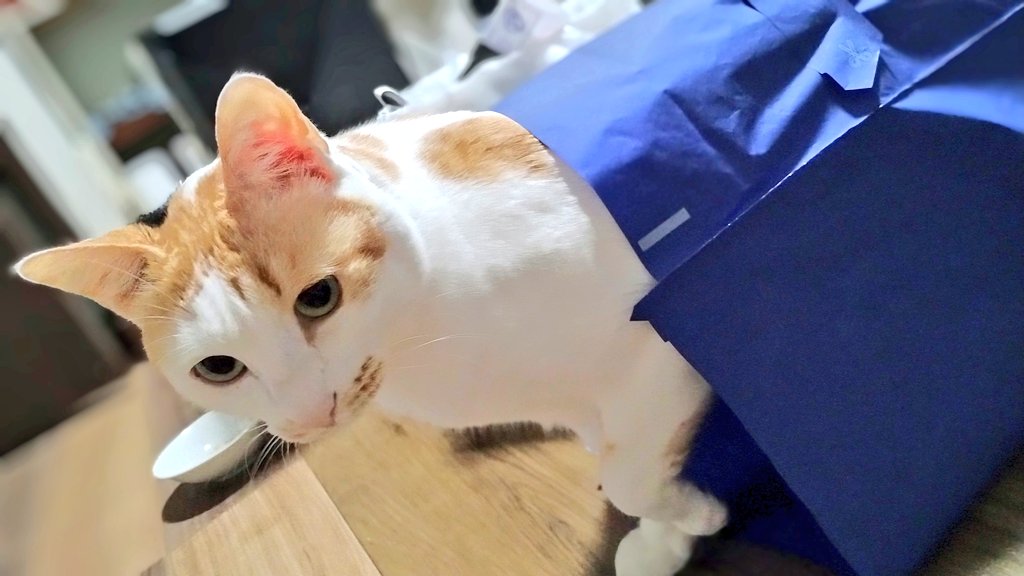 ねこはニッセンの袋にも入るぜ。